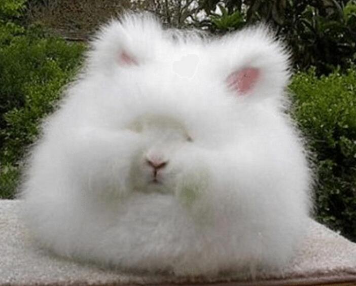 兔毛是什么面料？兔毛面料的優缺點